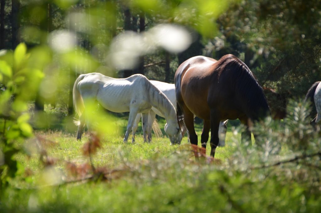 Senner Pferde auf der Wildweide
